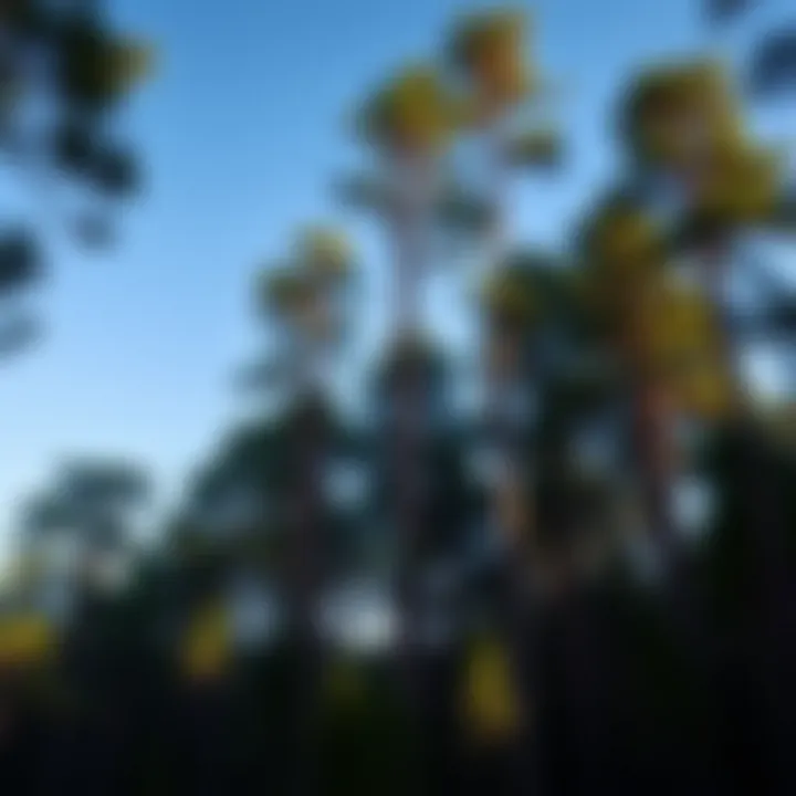 Ancient King Billy Pine trees towering in a dense Tasmanian forest under a clear sky