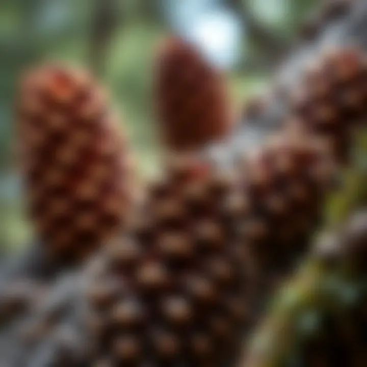 Close-up of King Billy pine bark and cones showcasing unique texture and features