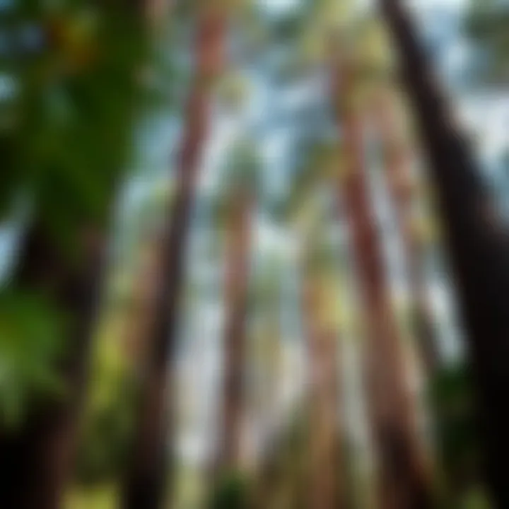 Tall King Billy pine trees with distinctive foliage in the Tasmanian Botanic Gardens