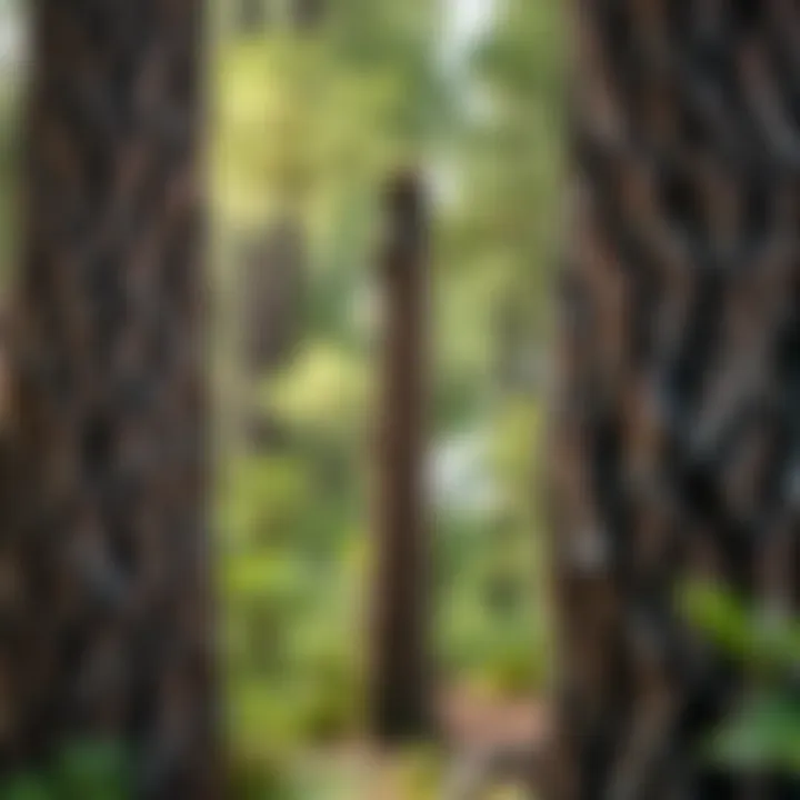 Close-up of unique King Billy pine trees with textured bark surrounded by lush green foliage