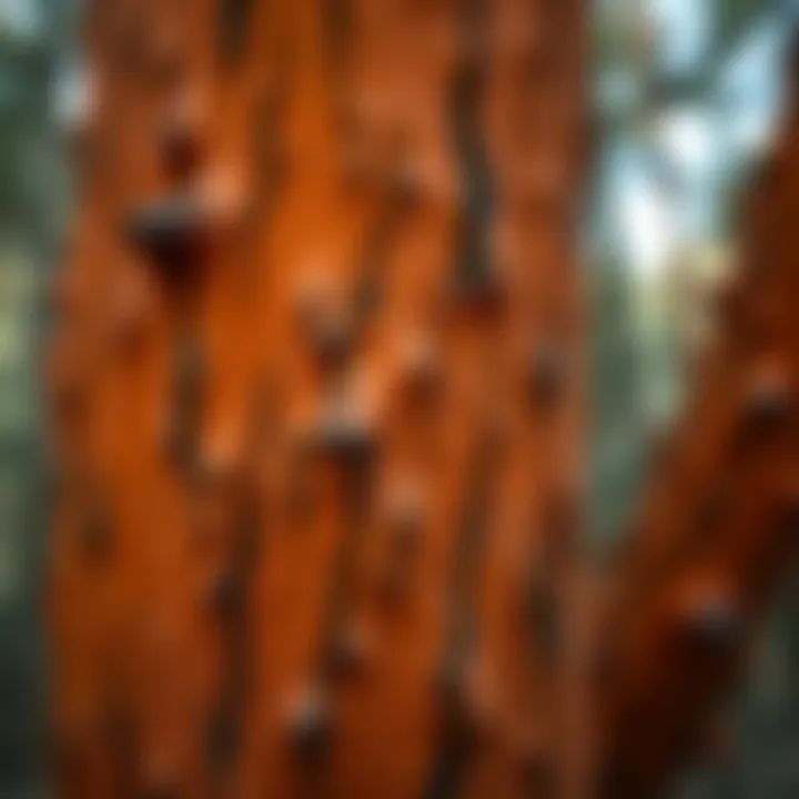 Close-up of vibrant orange bark of the King Billy pine tree in a Tasmanian forest