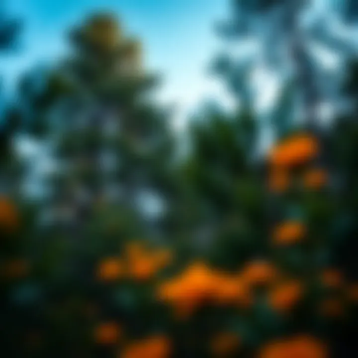 King Billy pine towering among native Tasmanian woodland showcasing its unique foliage
