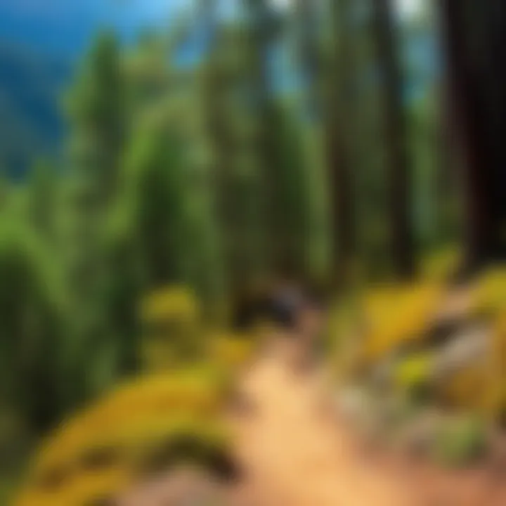 Scenic hiking trail winding through dense eucalyptus forest near King Billy