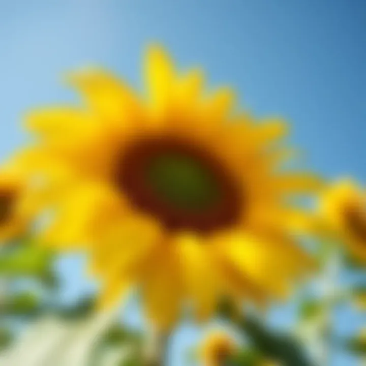 Bright yellow Sunflower King Billy with large petals against a clear blue sky