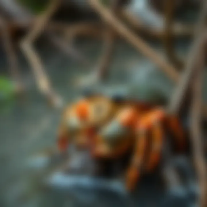 King Billy Coke Bottle Mud Crab resting among mangrove roots in coastal Australian waters
