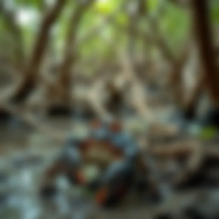 Natural Habitat of King Billy Coke Bottle Mudcrab in Estuarine Mangroves King Billy Coke Bottle Mudcrab in its natural estuarine habitat among mangrove roots and muddy riverbanks