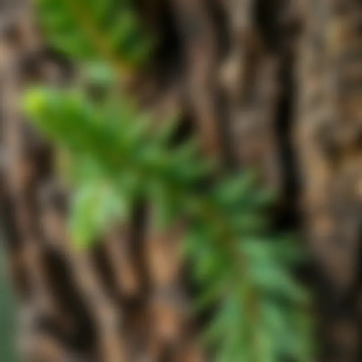 Close-up of textured bark and lush needle-like leaves of King Billy flora