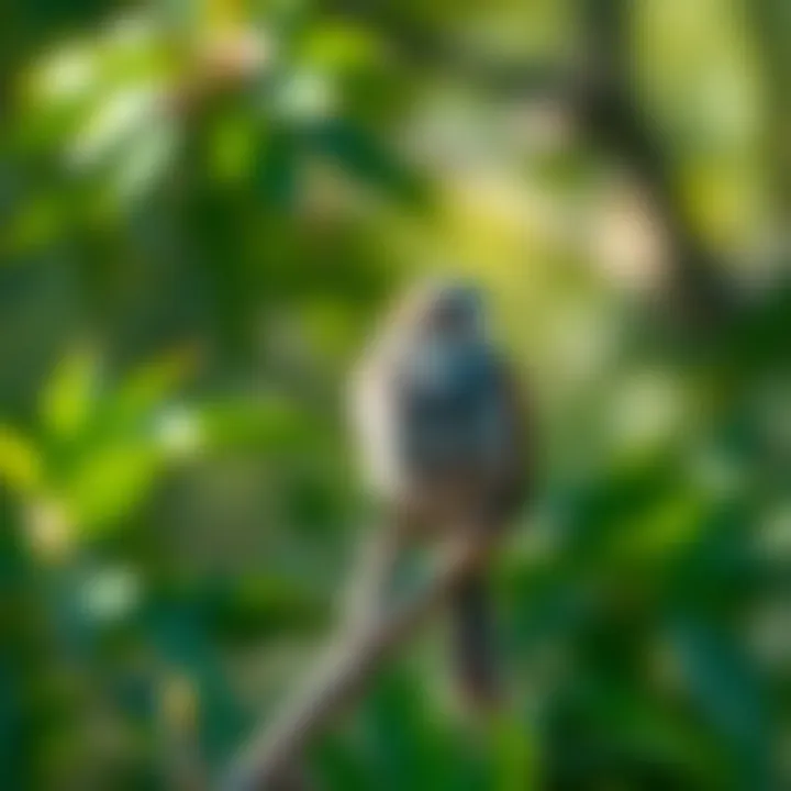 Native bird perched on a branch within the natural habitat of King Billy Island