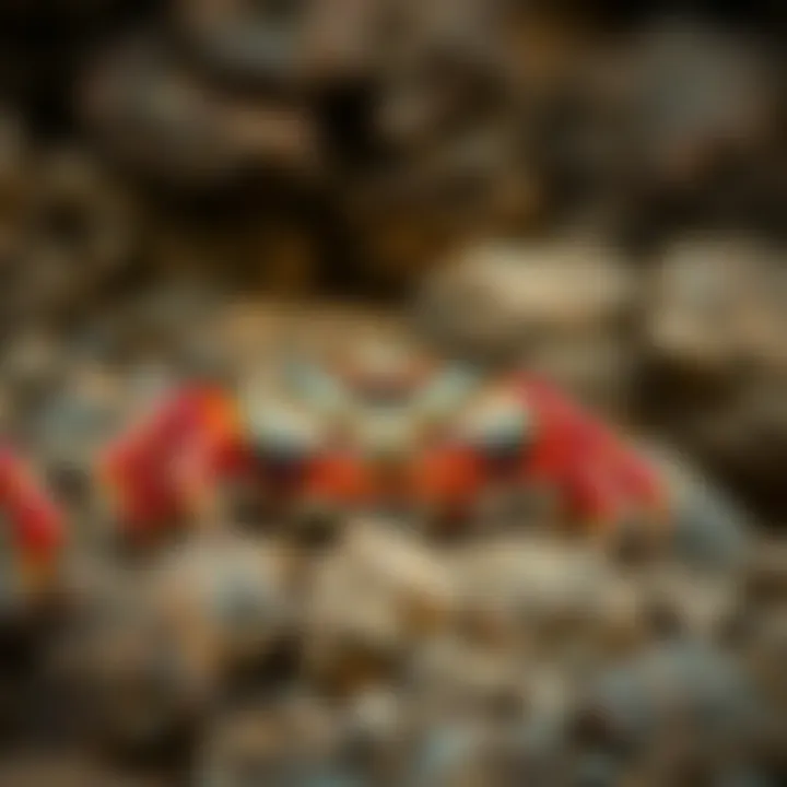 Close-up view of a King Billy mudcrab on rocky coastal terrain in Tasmania