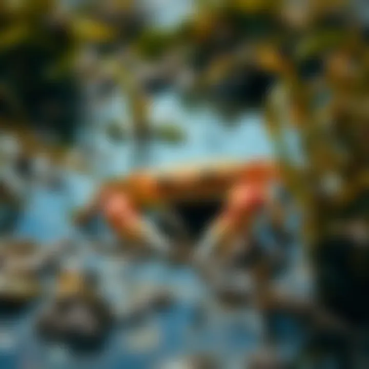 King Billy mudcrab partially submerged among seaweed and tidal pools