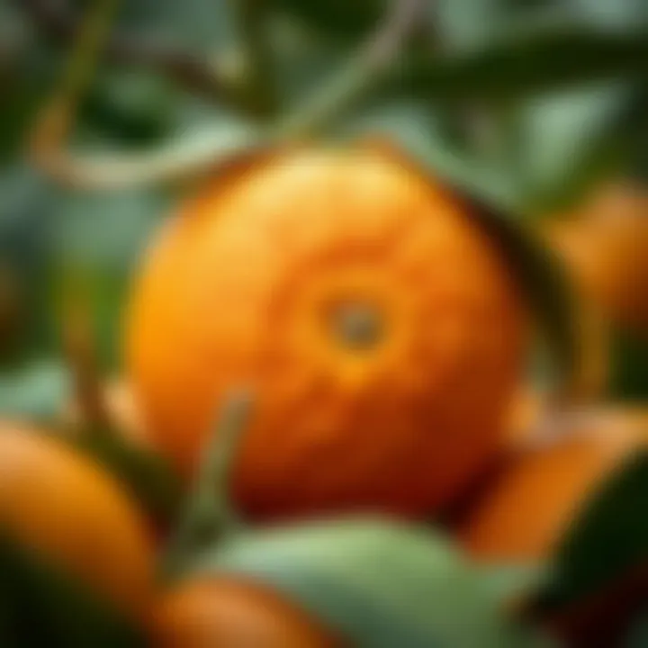 Freshly Harvested King Billy Orange with Deep Orange Peel Freshly harvested King Billy orange showcasing its deep orange peel and textured surface