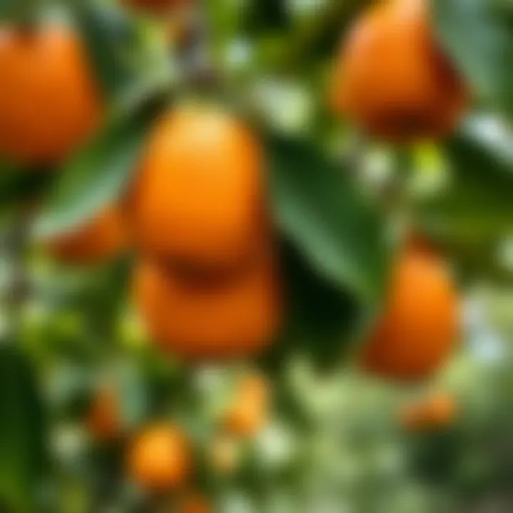 Close-up of vibrant King Billy orange fruits hanging on a leafy tree branch in Victoria's orchard