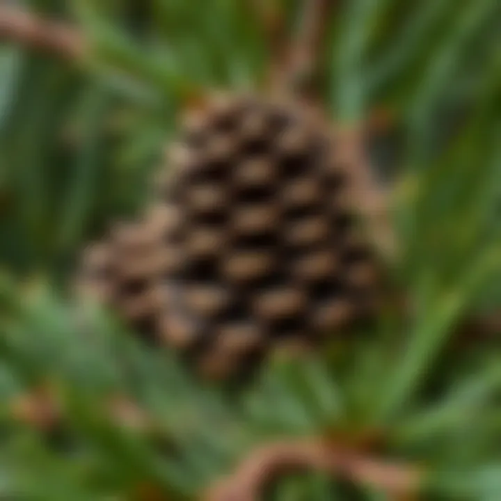 King Billy Pine: A Clear Overview