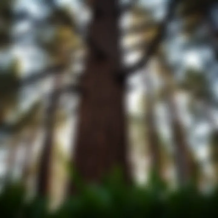 Tall King Billy Pine tree with thick reddish-brown bark and dense green foliage in a Tasmanian highland forest