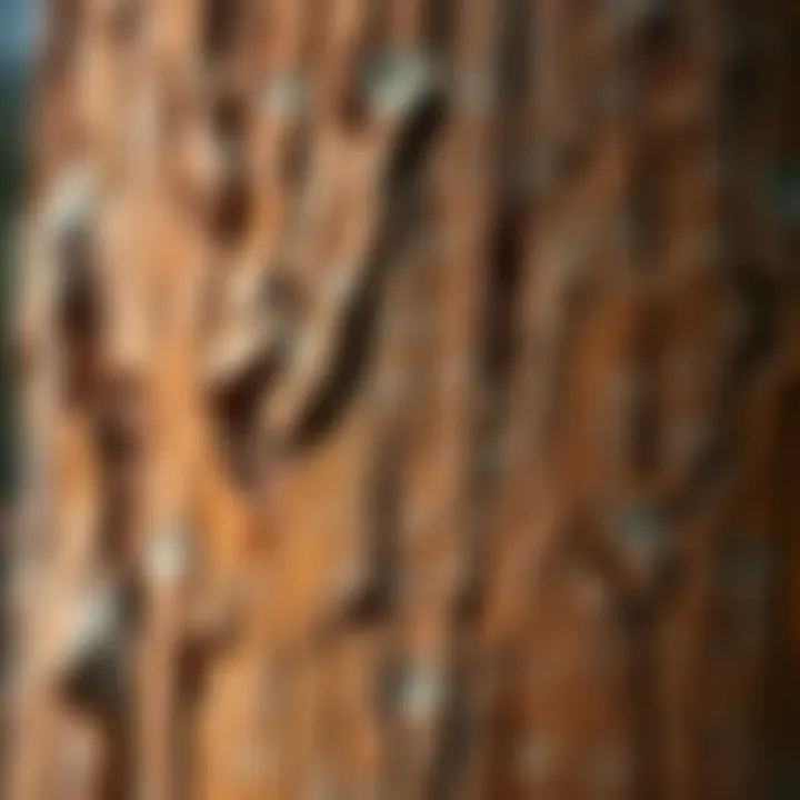 Close-up of King Billy pine timber showing distinctive grain and rich color used in traditional woodworking