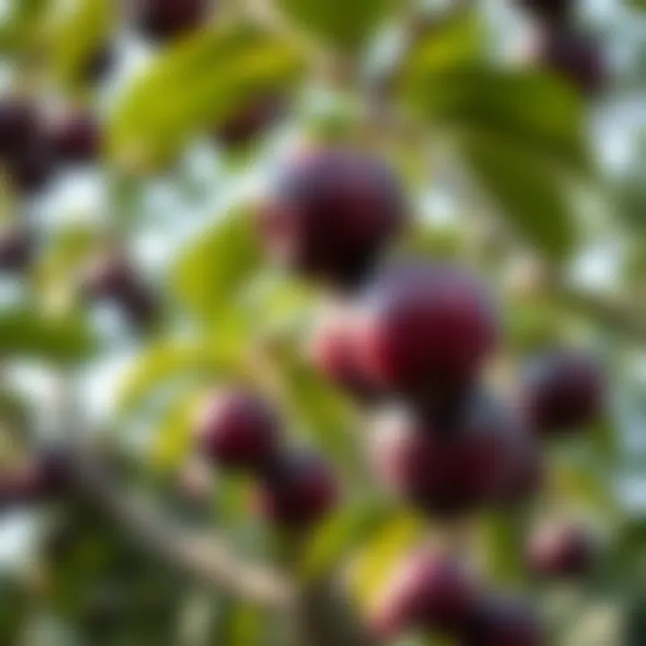 Close-up of King Billy Plum tree with ripe dark purple fruits hanging from green leafy branches
