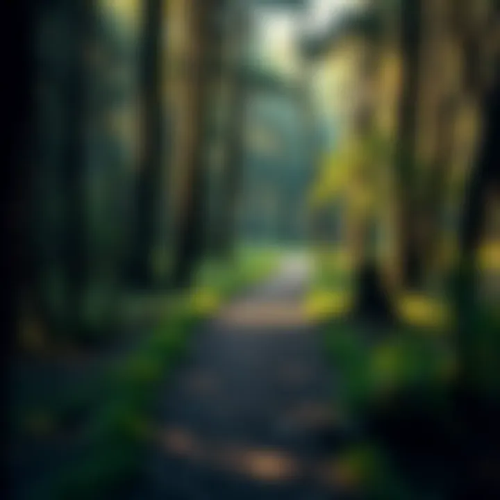 Serene Walking Trail in Tasmanian Woodland Walking trail winding through lush green forest with sunlight filtering through dense foliage