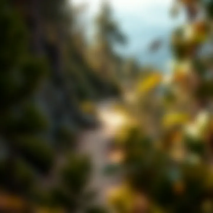 Scenic pathway winding through dense forest and rocky terrain characteristic of the King Billy Track
