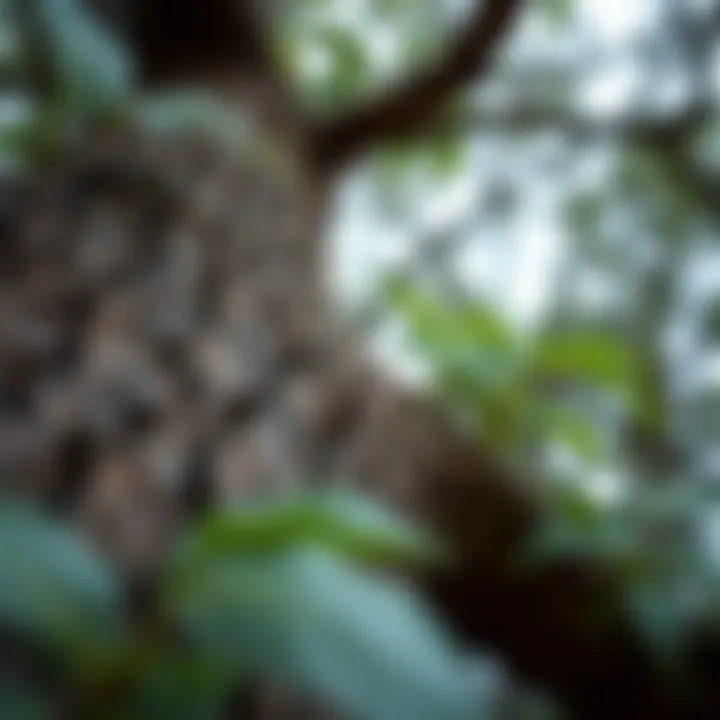 Close-up of the textured bark and distinctive foliage of a King Billy tree highlighting its unique characteristics