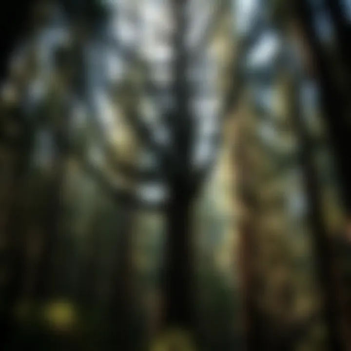 Tall King Billy tree standing in a dense Tasmanian forest with sunlight filtering through the canopy