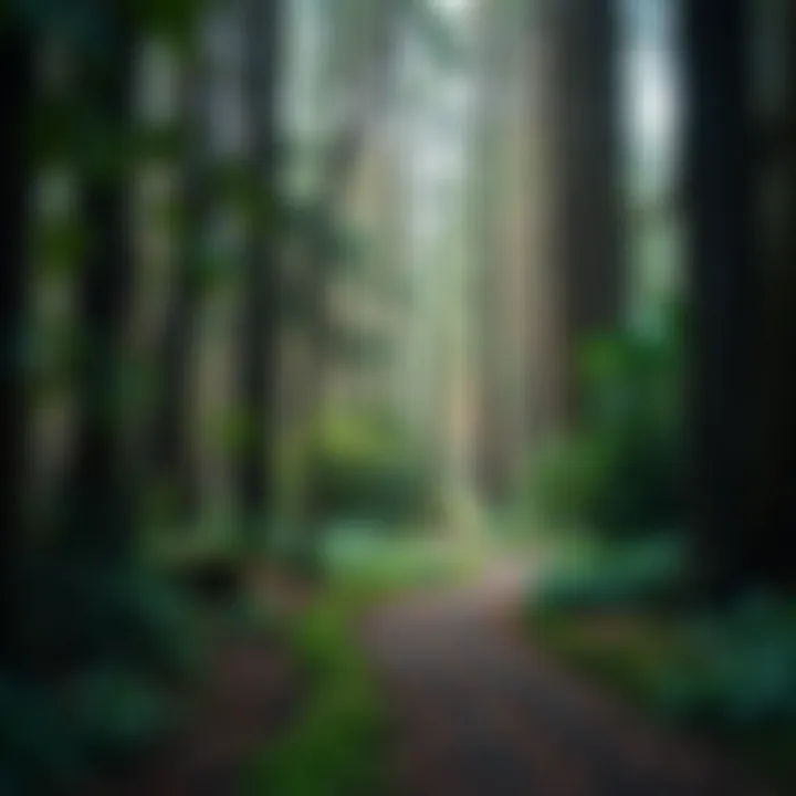 Tranquil pathway winding through towering ancient trees in a lush Tasmanian forest