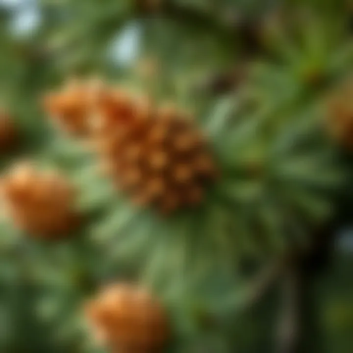 Close-up of King Billy Pine cones and needle-like leaves showcasing the tree's unique features
