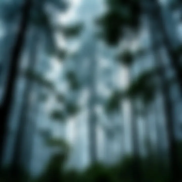 Tall King Billy Pine tree with dense green foliage standing in a misty Tasmanian forest