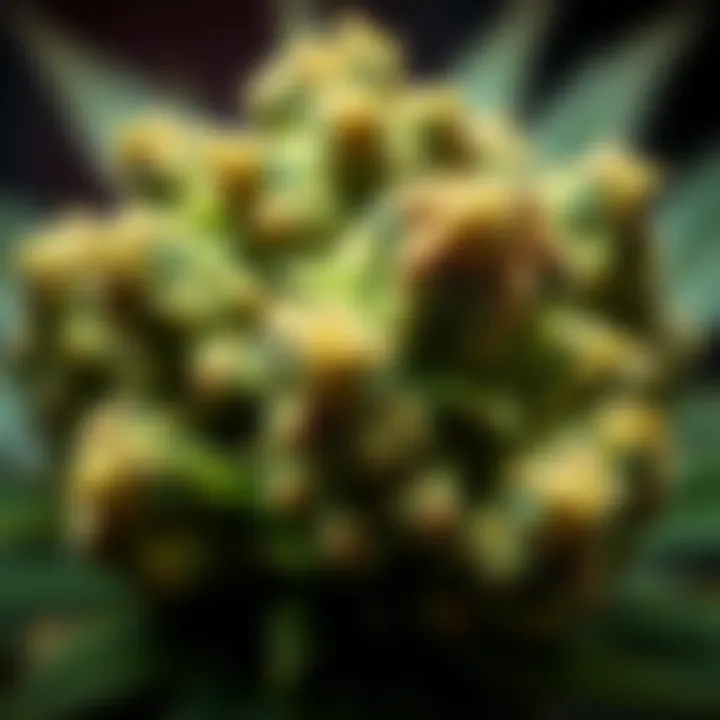 King Billy Cannabis Buds Displaying Potent Trichomes Close-up view of vibrant King Billy cannabis buds with visible trichomes and rich green hues
