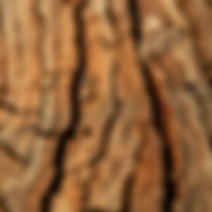 King Billy Pine Grain: Features and Uses