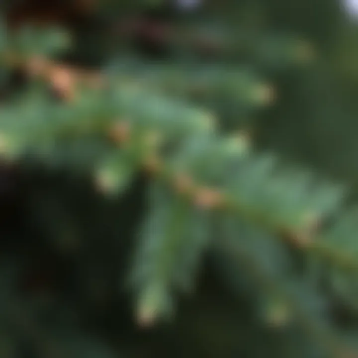 Close-up view of King Billy pine leaves showing needle-like structure and arrangement on a branch