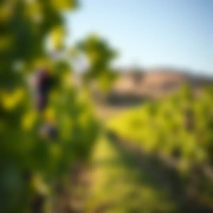 Vineyard landscape in Australia with grapevines under a clear sky